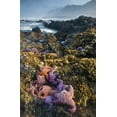 thumbnail image 2 of Rotenberg, Nancy 13x18 Gold Ornate Wood Framed with Double Matting Museum Art Print Titled - Oregon Starfish and sea stars at low tide, 2 of 4