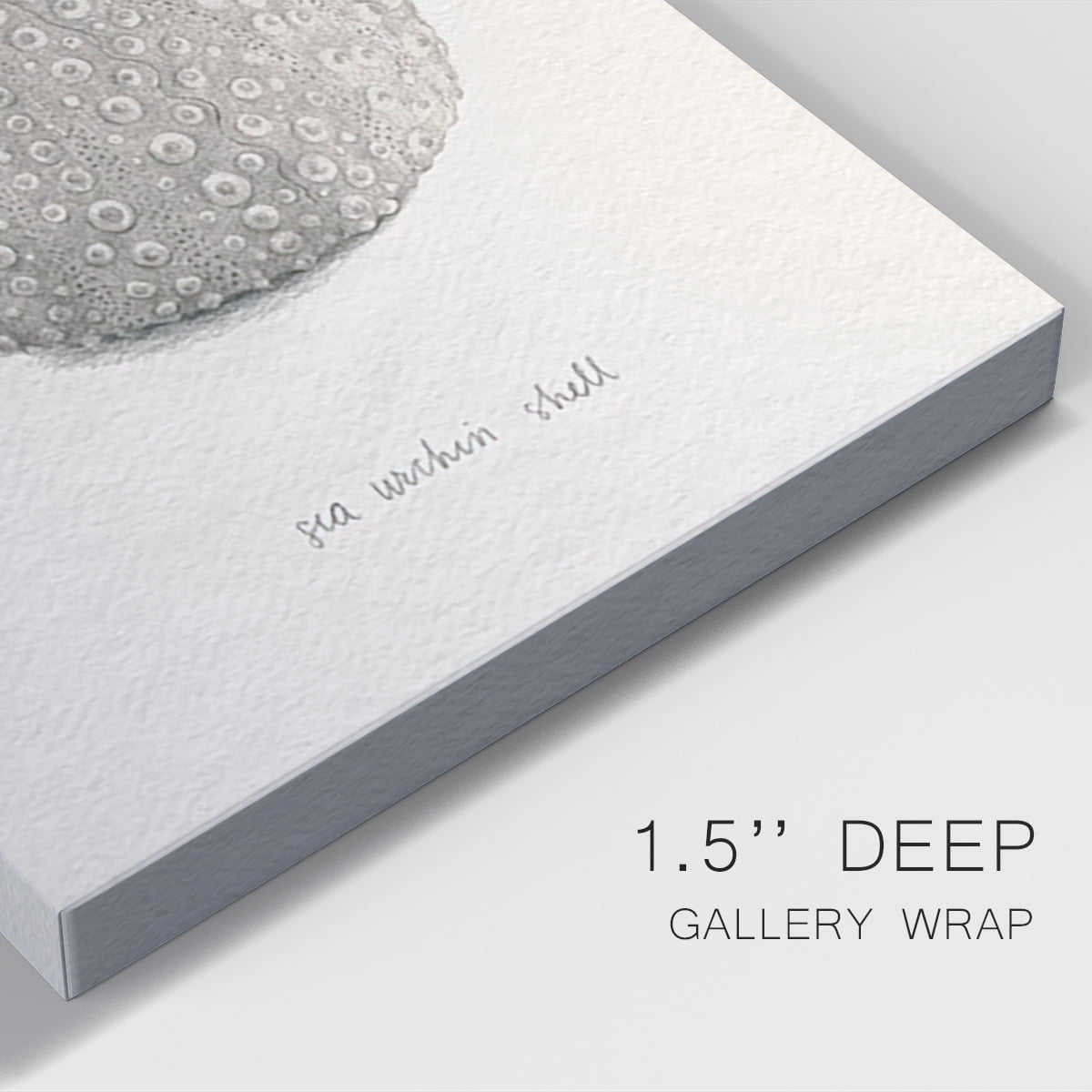 Shore Treasure Study I Premium Gallery Wrapped Canvas - Ready to Hang