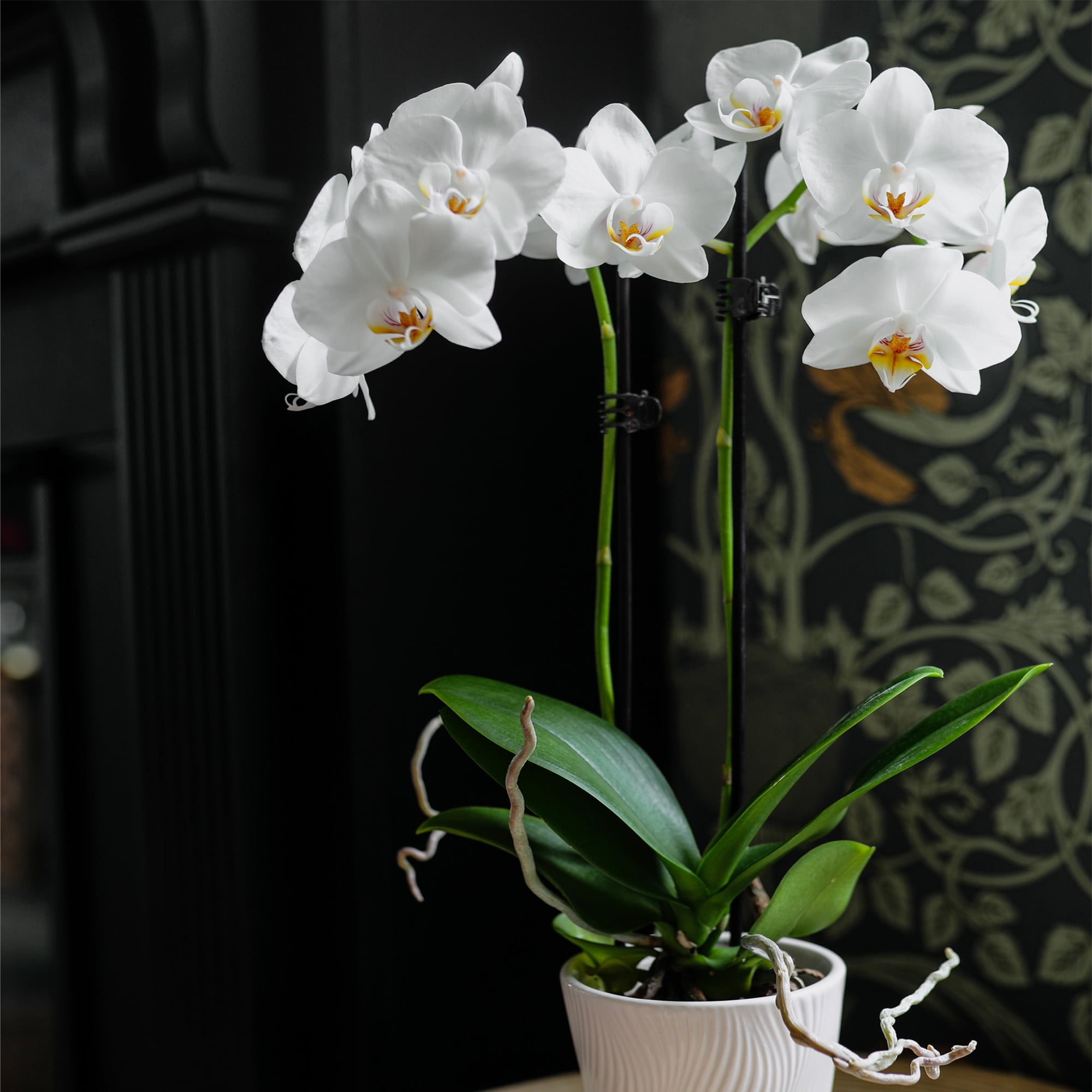 Just Add Ice 16-30" White and Yellow Premium Orchid Live Plant in 5" Grey Ceramic Pot, House Plant