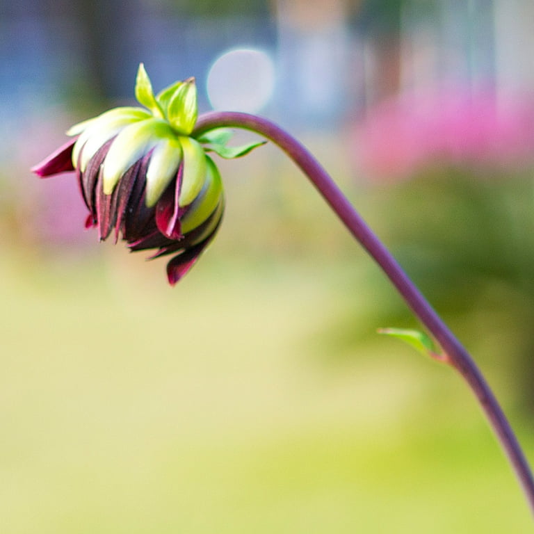 Van Zyverden Dahlia Black Touch Dormant Flower Bulb Full Sun