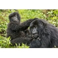 thumbnail image 2 of Souders, Paul 24x17 Gold Ornate Wood Framed with Double Matting Museum Art Print Titled - Africa-Rwanda-Volcanoes National Park-Young Mountain Gorilla playing with adult, 2 of 4