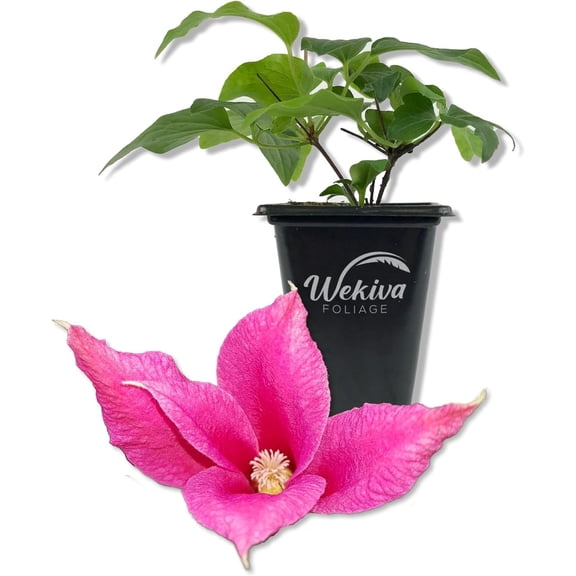 Clematis Princess Diana - Live Starter Plant in a 2 Inch Growers Pot - Starter Plants Ready for The Garden - Rare Clematis for Collectors