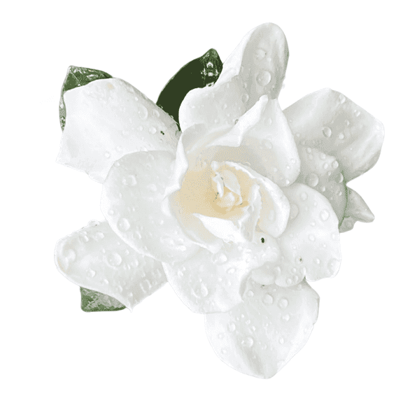 Cold Hardy Gardenia – White Double Fragrant Blooms, Evergreen Flowering Shrub, Zones 6–9