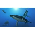 thumbnail image 2 of Endless Ocean: Blue World, 2 of 4