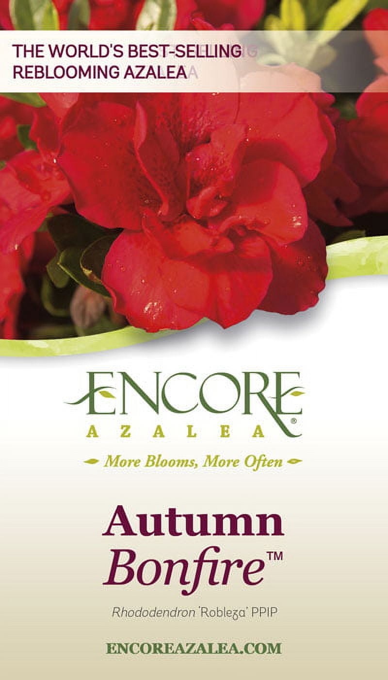 Encore Azalea Autumn Bonfire Live Shrub in 3-Gallon Grower Pot