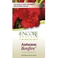 thumbnail image 6 of Encore Azalea Autumn Bonfire (2 Gallon) Red Flowering Shrub - Full Sun Live Outdoor Plant, 6 of 7