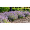 thumbnail image 6 of RedCrocus Chartreuse on the Loose Catmint Nepeta- Vibrant Foliage & Attracts Pollinators- Full Sun Garden Perennial 2 Gallon, 6 of 31
