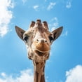 thumbnail image 2 of Highsmith, Carol 12x12 Black Modern Framed Museum Art Print Titled - Giraffe, 2 of 4