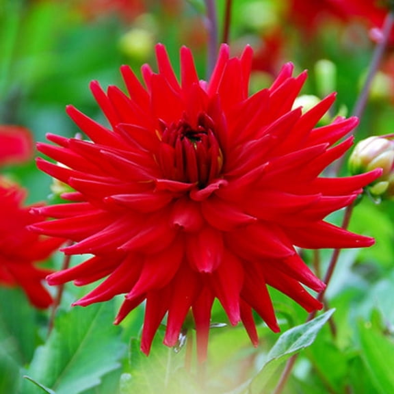 Red Pygmy Border Dahlia Flower Bulbs - 3 Tubers per Pack - Deer Resistant - Good as Cut Flowers - Grows Well In Containers - Easy to Grow Live Plants - Outdoor Garden