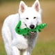 thumbnail image 4 of Juguete interactivo para perros con forma de lagarto. Juguete para cachorros con forma de lagarto., 4 of 8