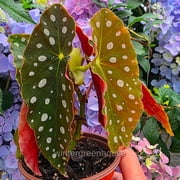 Begonia Maculata, Polka Dot Begonia - Pot Size: 3.5 - Shade Plants