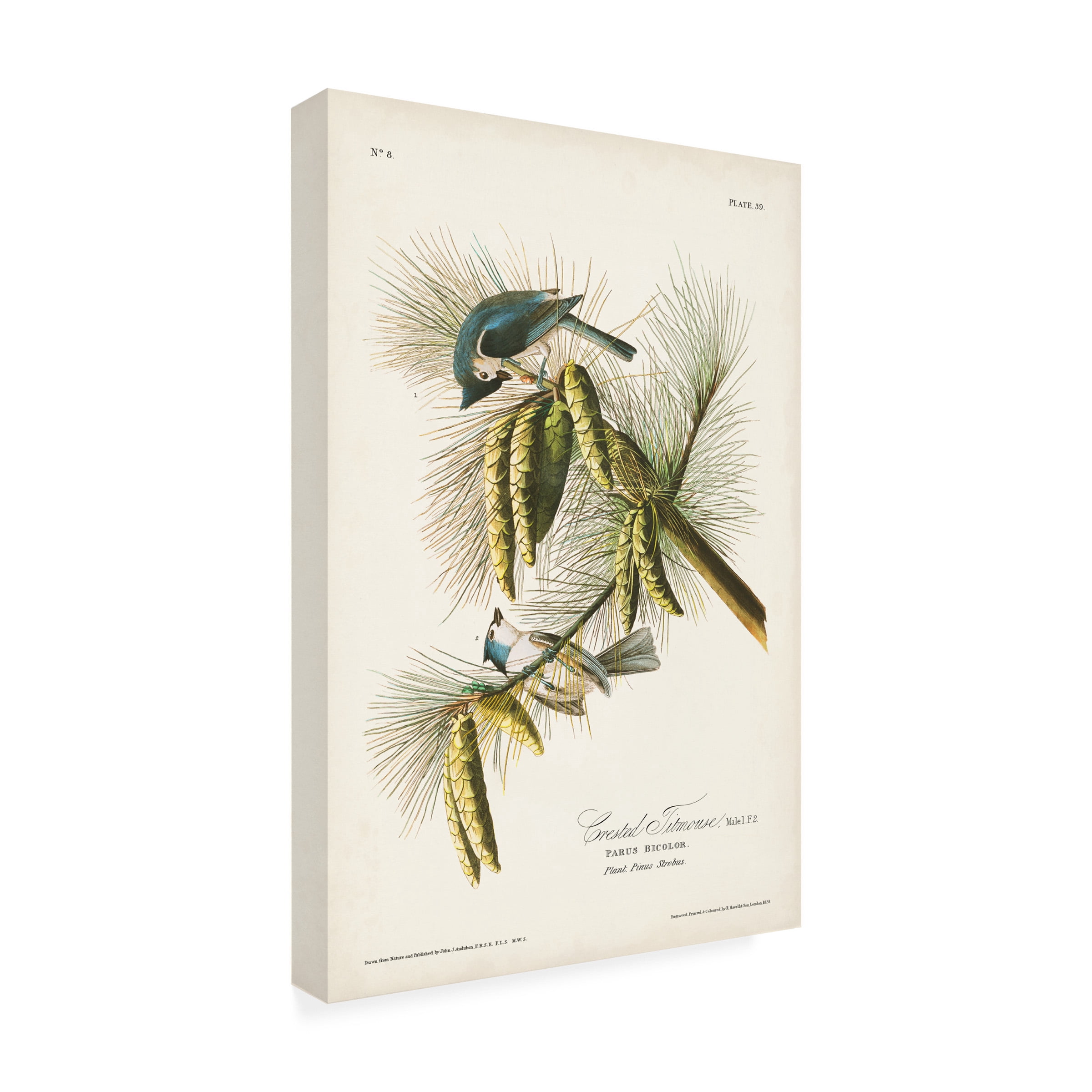 John James Audubon 'Crested Titmouse' Canvas Art