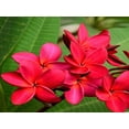 thumbnail image 4 of Hawaiian Tropical Red Frangipani Plumeria Plant Cutting Full Sun 1 Pk, 4 of 6