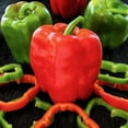 thumbnail image 4 of Easy to Grow Peppers All-in-One Indoor Seed Starter Kit - Includes Pepper Seeds, Coconut Fiber Pot, and Coconut Fiber Soil Disc by Sustainable Seed Company (CA Wonder), 4 of 4
