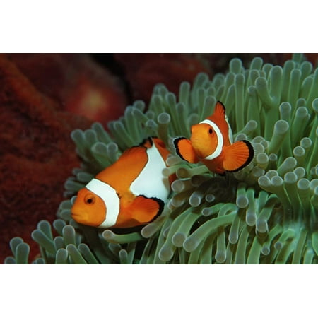 Indonesian Tribal Art - Two Clown Anemonefishes, Amphiprion Ocellaris, Indonesia, Bali, Indian Ocean Print Wall Art By Reinhard Dirscherl