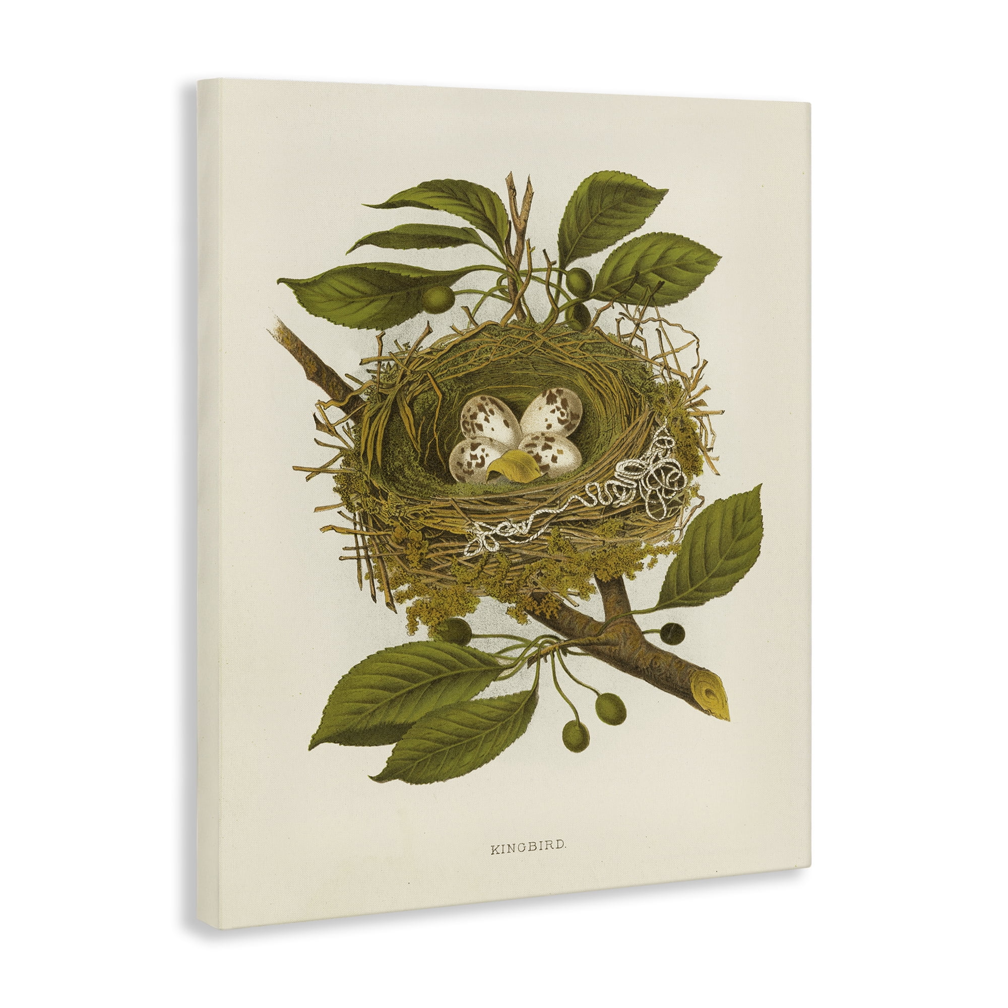 Stupell Industries Birdnest with Spotted Eggs Plants & Flowers Painting Wrapped Canvas Art Print Wall Art, 16 x 20