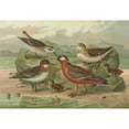 thumbnail image 2 of Johann Friedrich Naumann 24x18 Gold Ornate Framed and Double Matted Museum Art Print Titled - Phalaropns Fulicarius Phalaropus Lobatus, 2 of 4