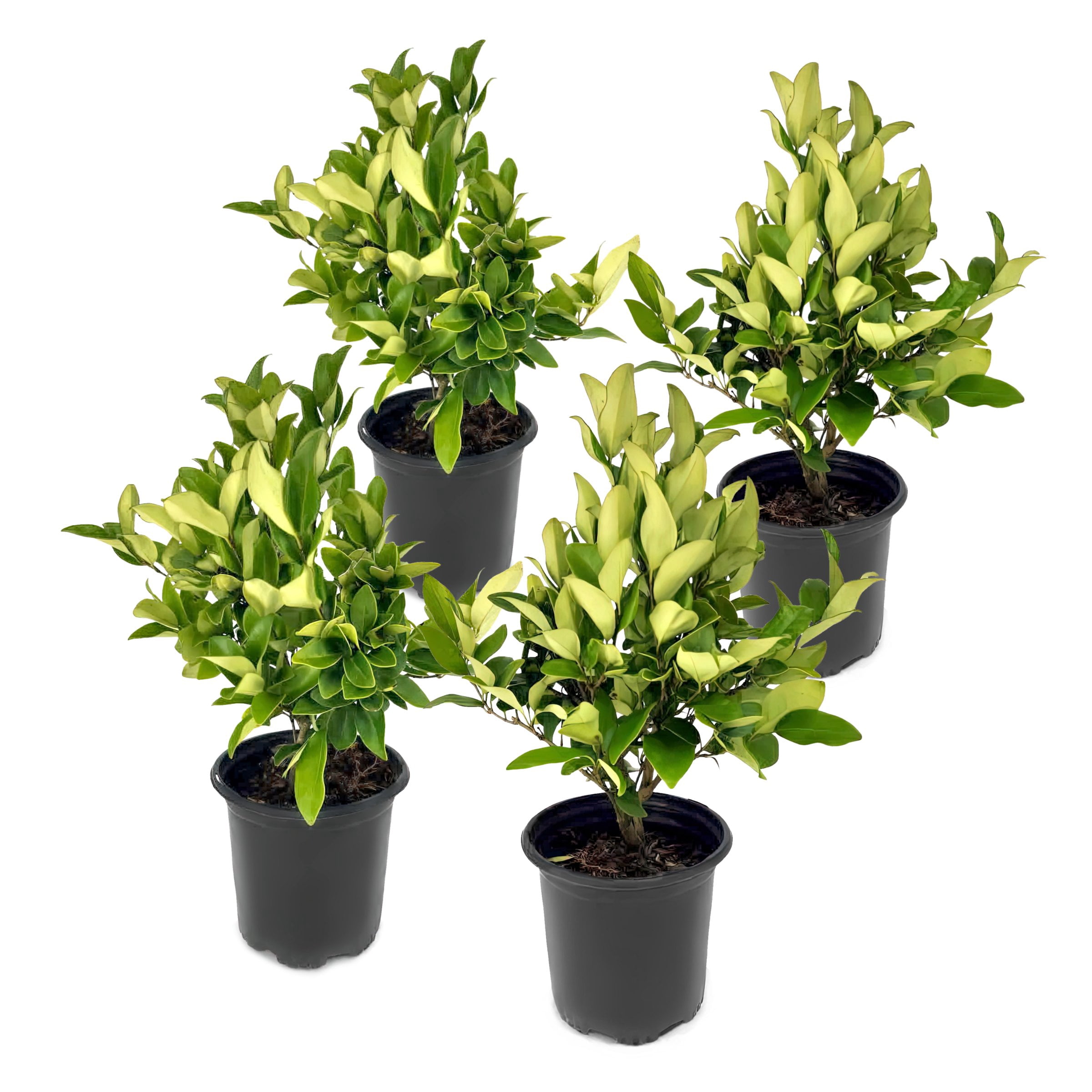 National Plant Network 1 gal. Wax Leaf Ligustrum