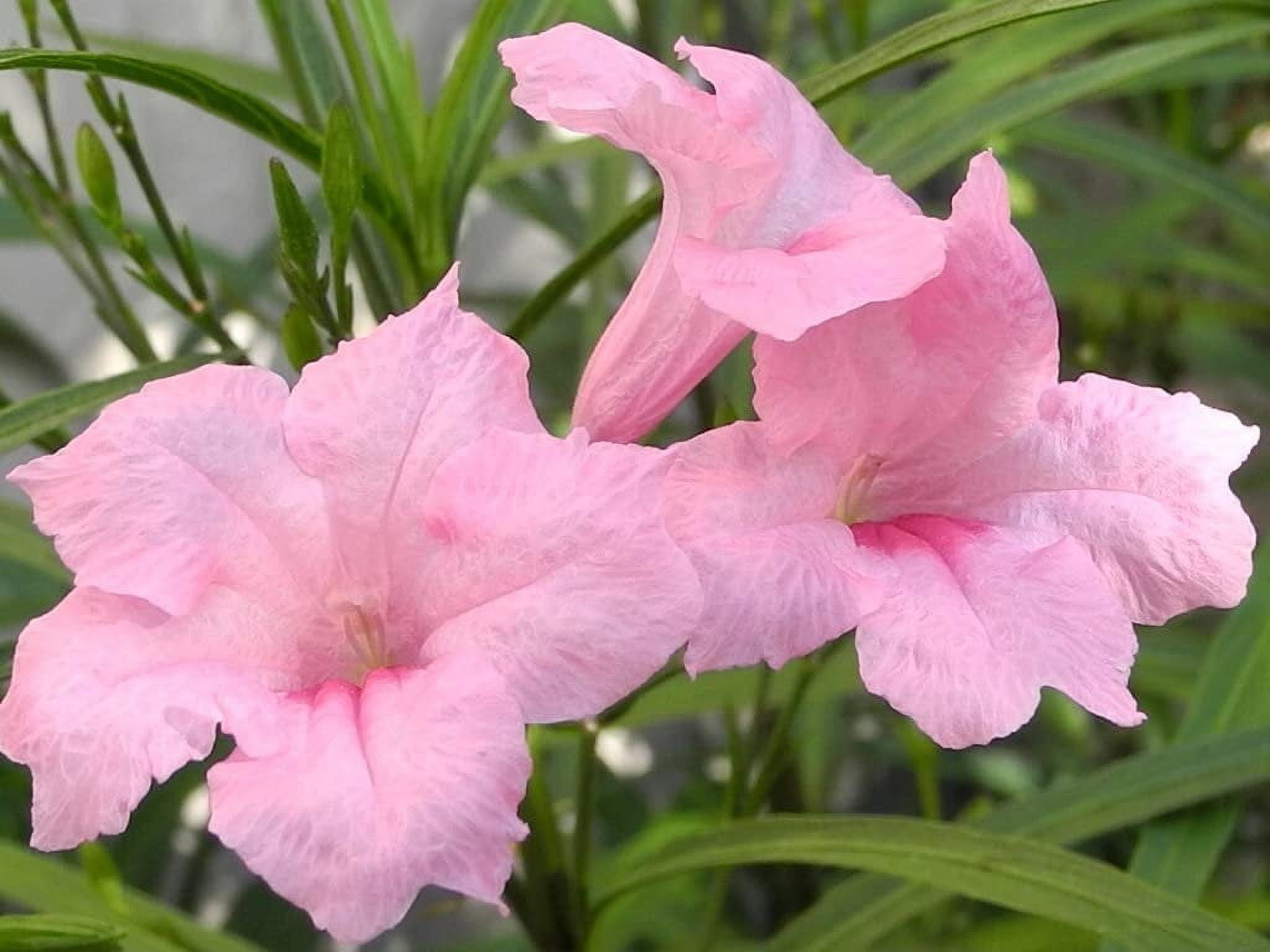 Pink Mexican Petunia  3 Live Plants  Ruellia Brittoniana  Drought Tolerant Low Maintenance Blooming Butterfly Bush