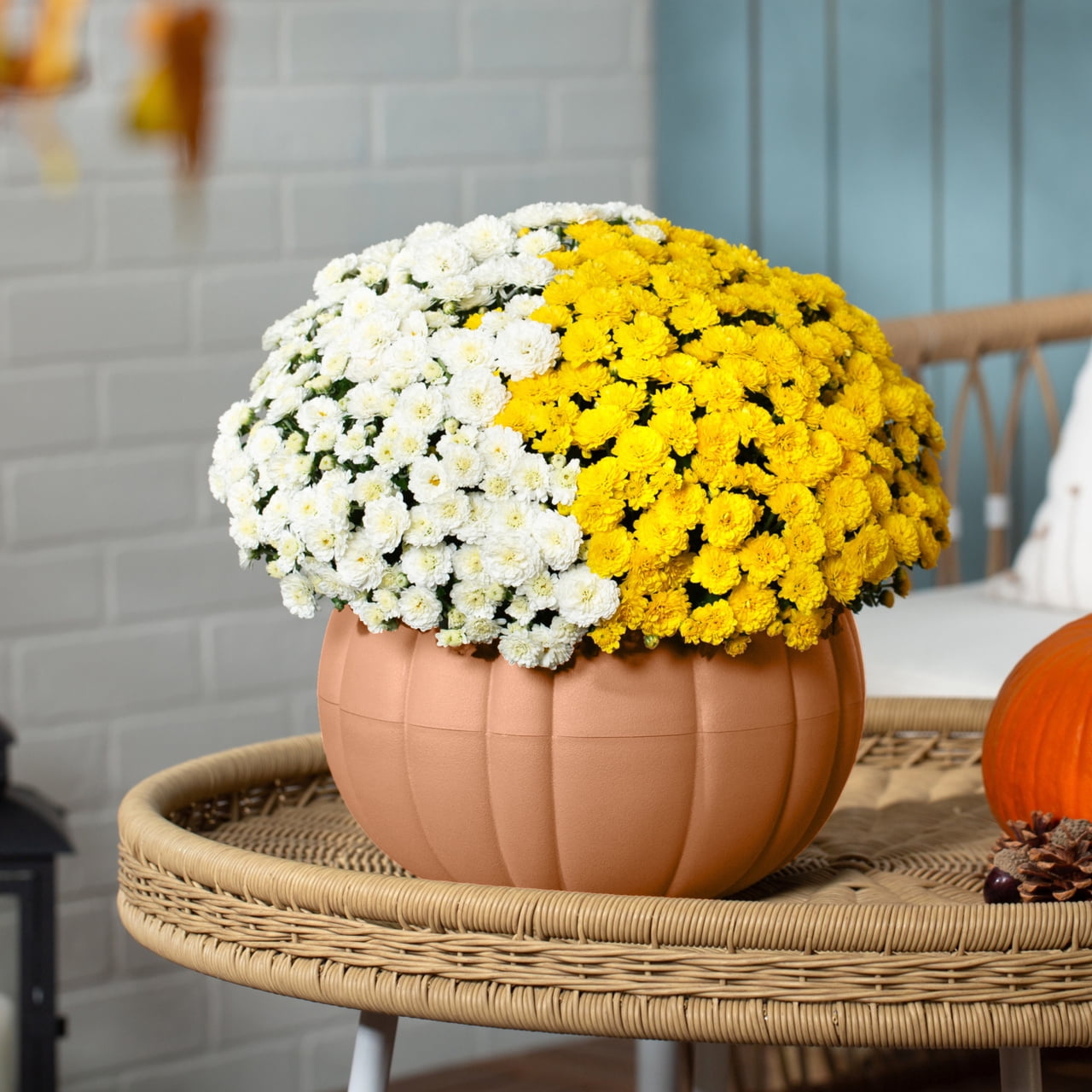 (2 pack) Better Homes & Gardens 3QT White Yellow Garden Chrysanthemum Plant Green Pumpkin Pot Sun