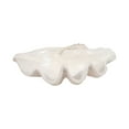 thumbnail image 6 of Decorative Clam Shell Bowl for Coffee Table Decor - Costal Inspired Bowl for Centerpiece Table Decorations or Home Decor - Elegant Kitchen Counter Decor, Key Holder, or Candy - 9", Ivory & Tan, 6 of 12