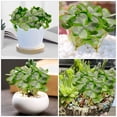 thumbnail image 3 of BESTYASH 5Ud Plantas Artificiales De Verde Para De Oficinas Y, 3 of 7