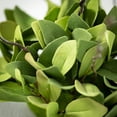 thumbnail image 2 of Sullivans Artificial Ruscus Leafy Twig Wreath 20"H Green, 2 of 3