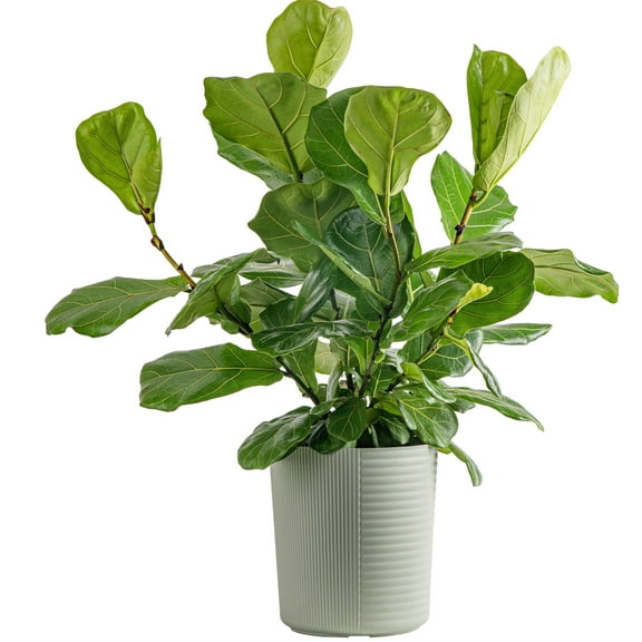 Costa Farms Plants with Benefits Live Indoor Plant Green Fiddle Leaf Fig Plant in 10in Decor Pot