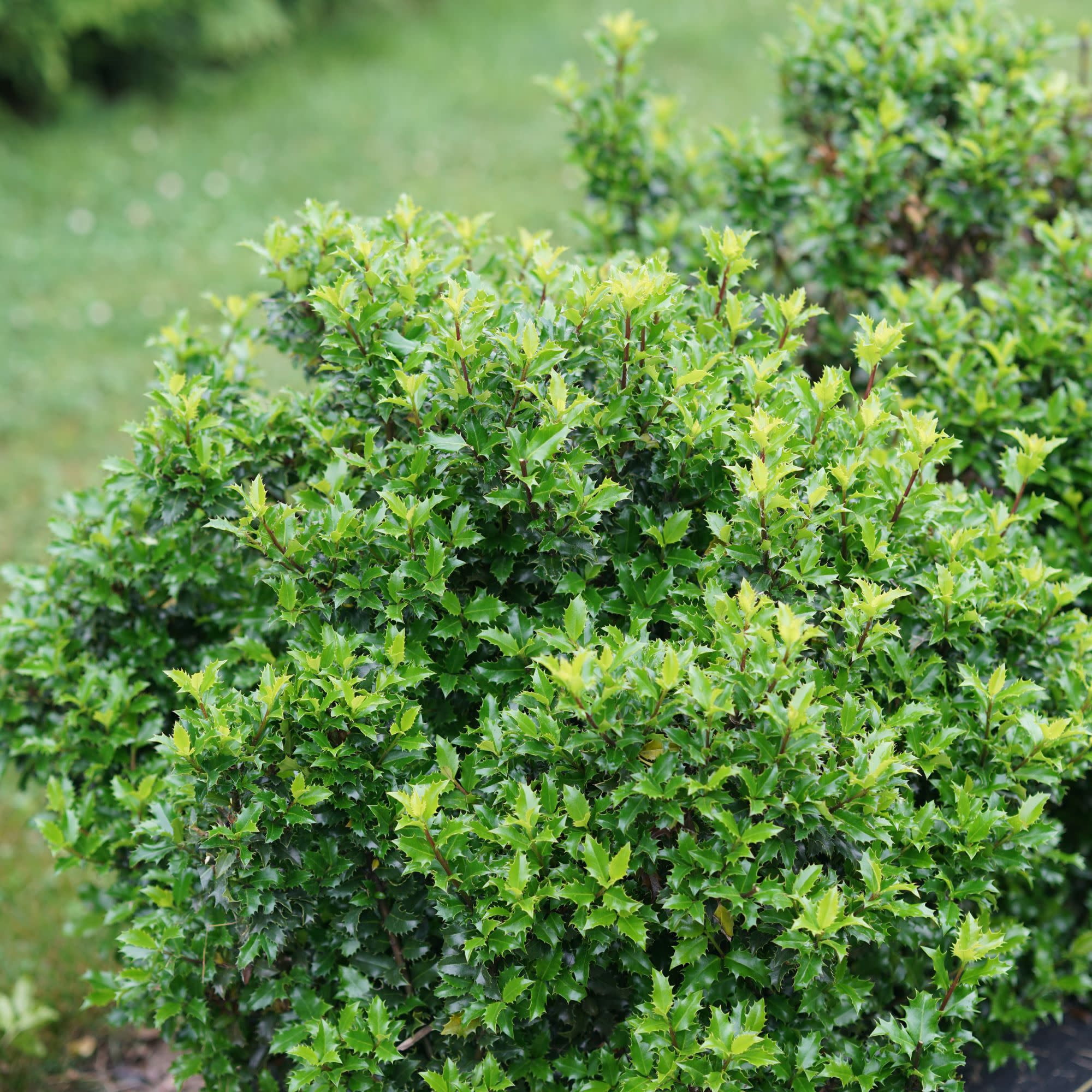 Proven Winners ColorChoice 5" Castle Keep Blue Holly Live Plant in 4.5" Pot (4 Count)
