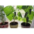 thumbnail image 4 of GSDWIUEW Seeds Indoor Cucumber Self-pollinated Vegetable, 4 of 8