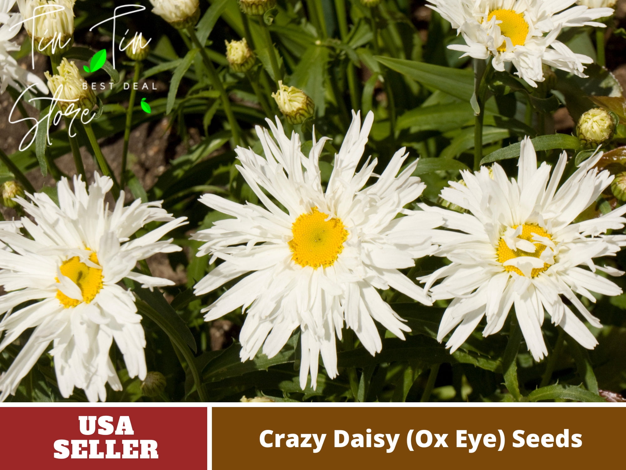 100+ Seeds-Crazy Daisy (Ox Eye) Flower-Authentic Seeds-Flowers-Rose ...