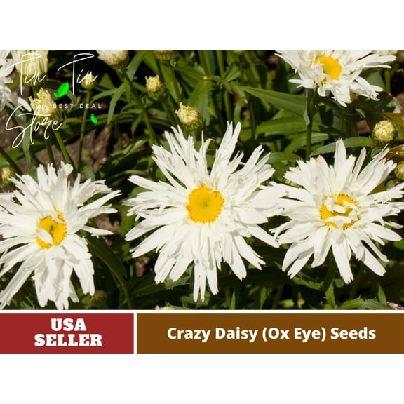 100  Seeds-Crazy Daisy (Ox Eye) Flower-Authentic Seeds-Flowers-Rose seeds-Herb seeds-Vegetable Seeds-Mix Seeds for Plant- B3G1#N013