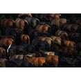 thumbnail image 3 of Szuszkiewicz, Konrad 18x13 Black Modern Framed Museum Art Print Titled - Wild horses, 3 of 5