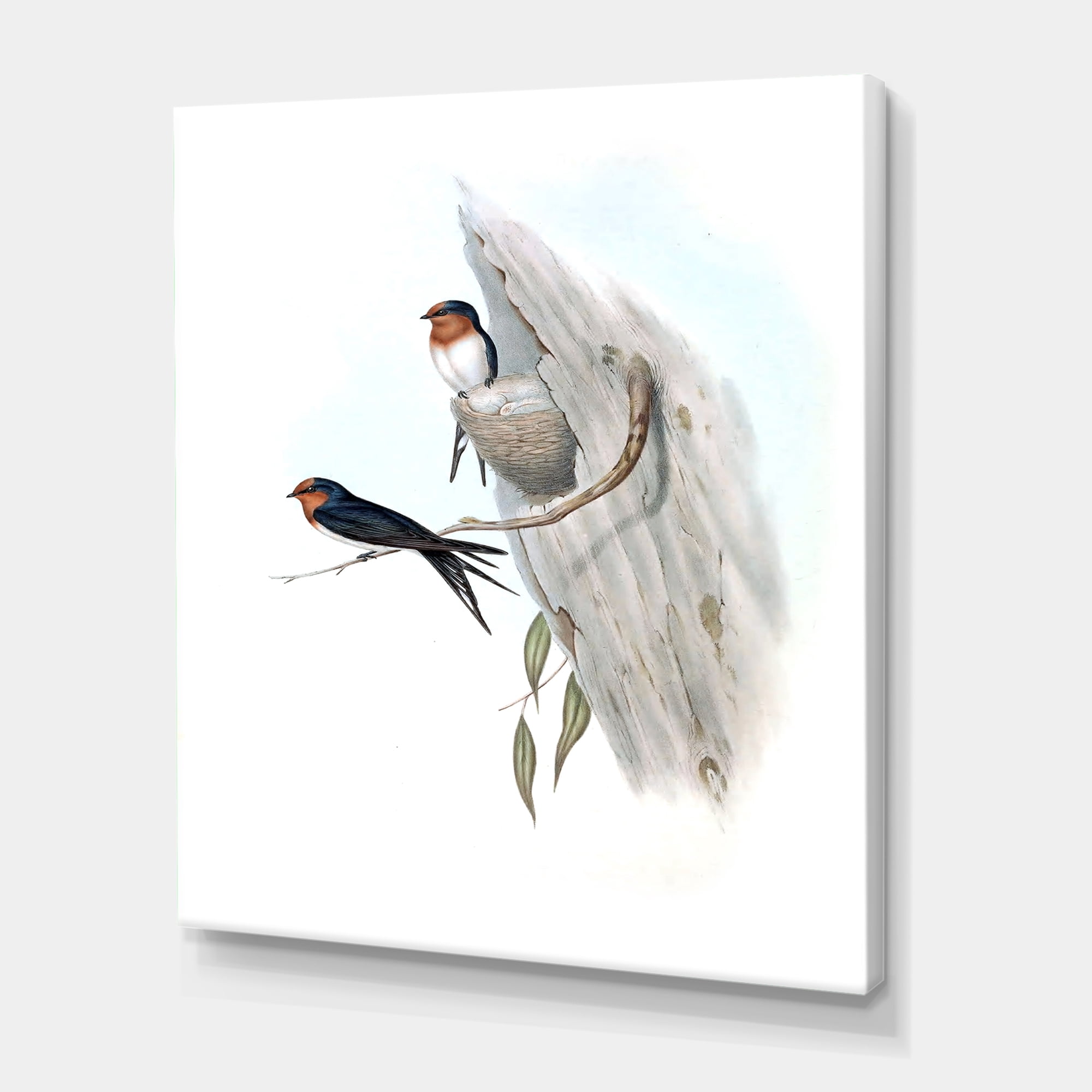 Ancient Australian Bird Illustrations II 12 in x 8 in Painting Canvas Art Print, by Designart