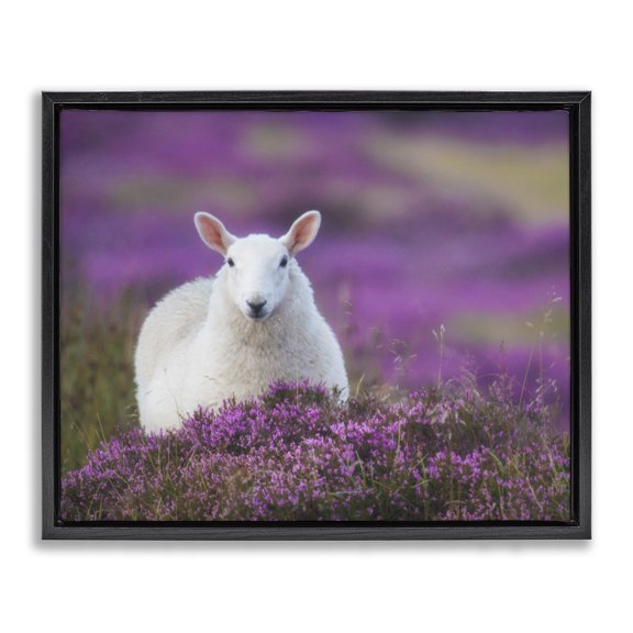 Stupell Industries Farmhouse Elegant White Sheep Among Purple Flower Meadow Black Floating Frame Canvas Art, 21 x 17, by James Dobson