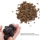 thumbnail image 5 of 5 paquetes/juego de semillas comestibles de mora dulce, fruta, baya negra dulce, plantas de nutrición completa, 5 of 8