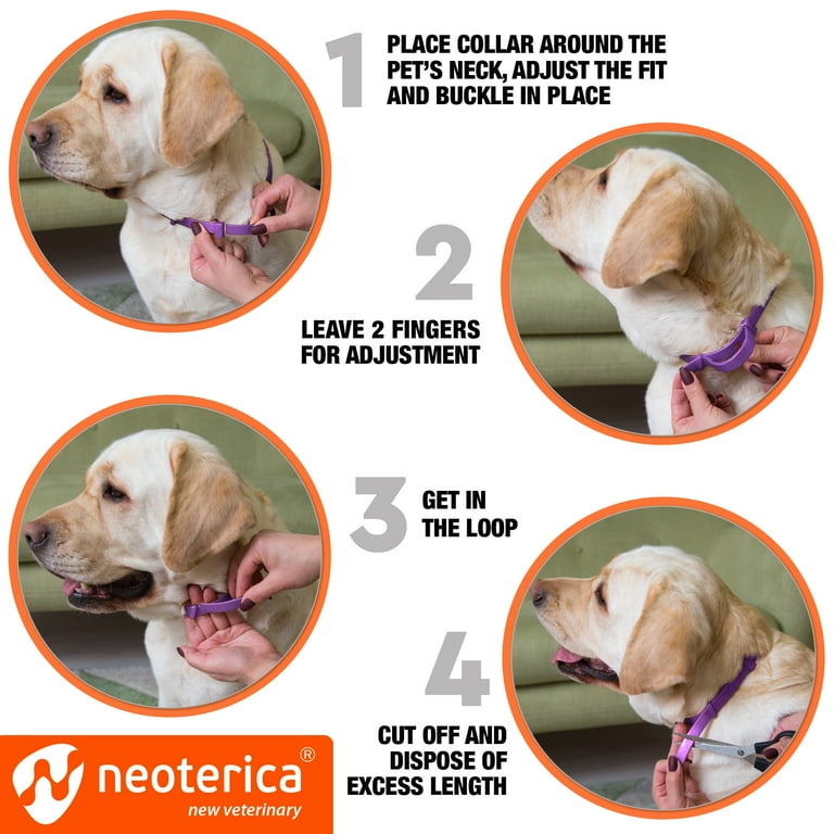 Thunder collar cheap for dogs