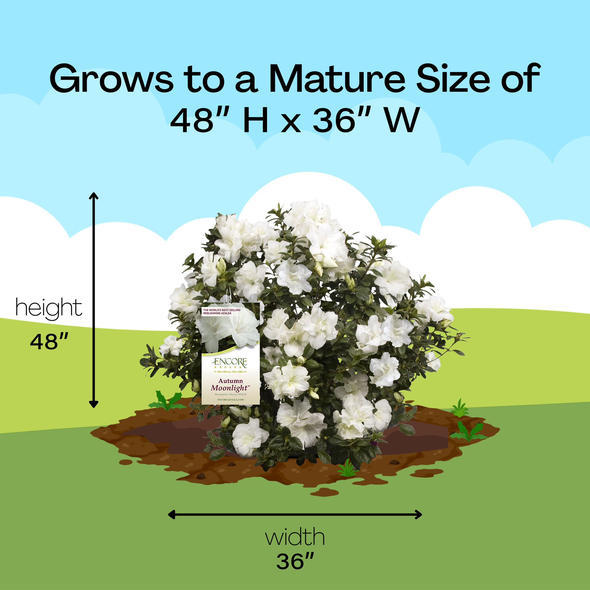 Encore Azalea Autumn Moonlight Live Shrub