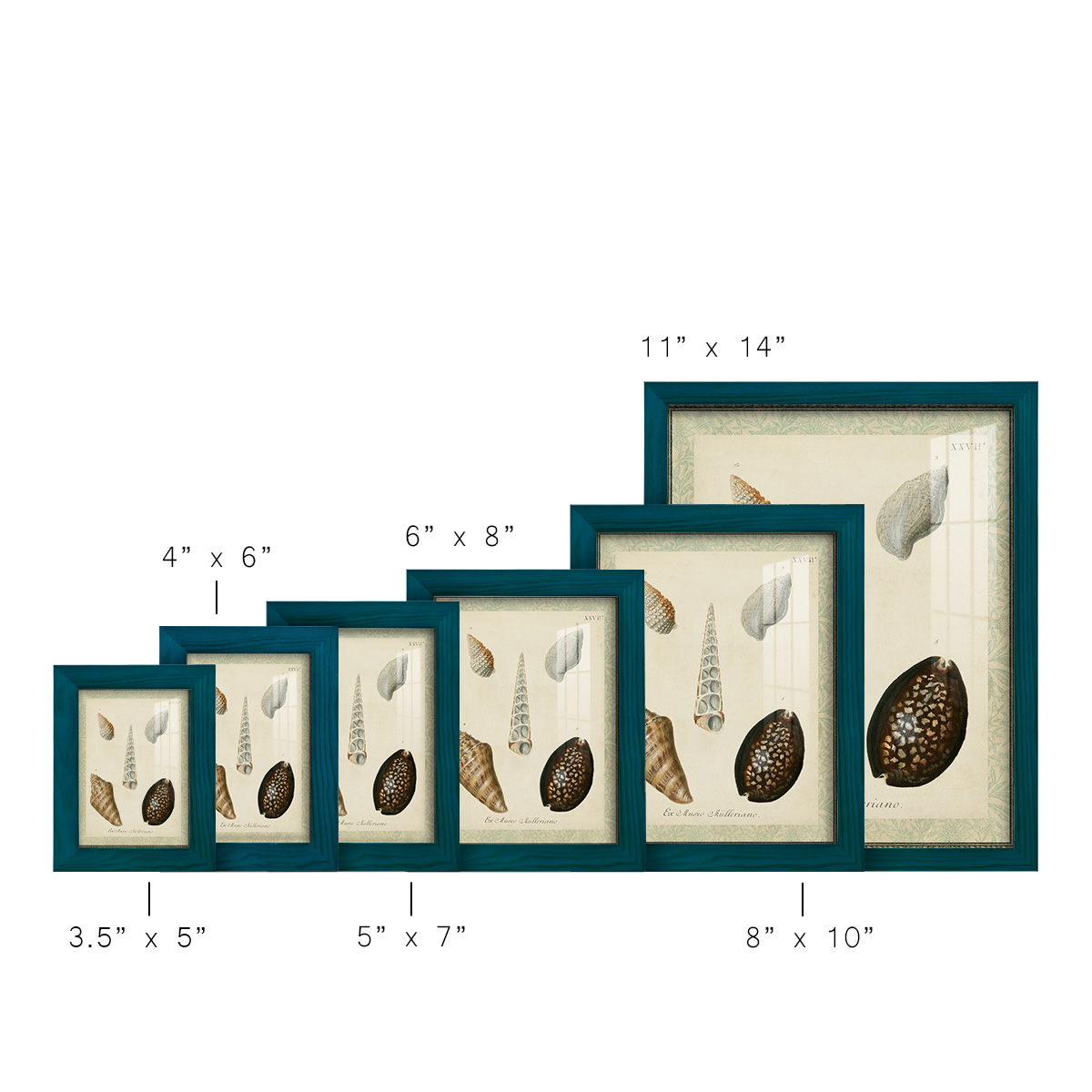 Bookplate Shells IX - Framed Print w/glass - Ocean Blue