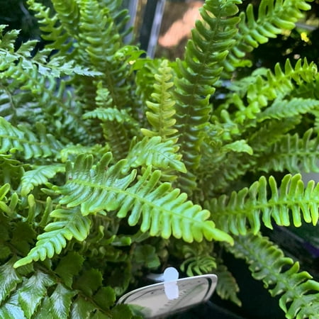 RedCrocus Assorted Ferns - Tree Fern Indoor & Shade Garden Plant - Evergreen, Non-Toxic, 1-3 ft, Perfect for Containers & Gardens 6" Pot