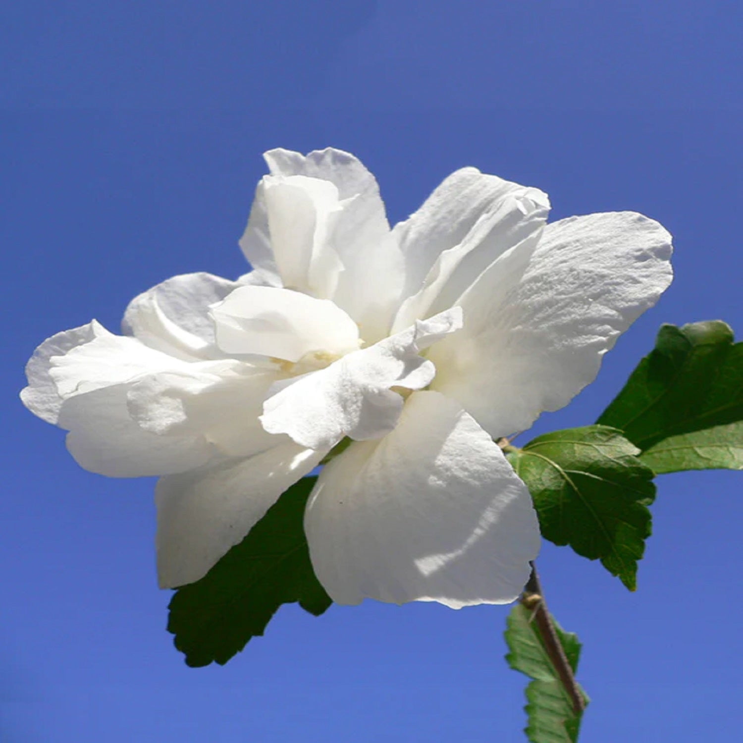 Expert Gardener 1.5- 2 ft tall White Althea Live Shrub in 3-Gallon Grower Pot