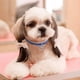 thumbnail image 5 of Dog Kingdom mascota lindo collar completo de diamantes de imitación perro brillante collar de diamantes en forma de corazón, 5 of 5