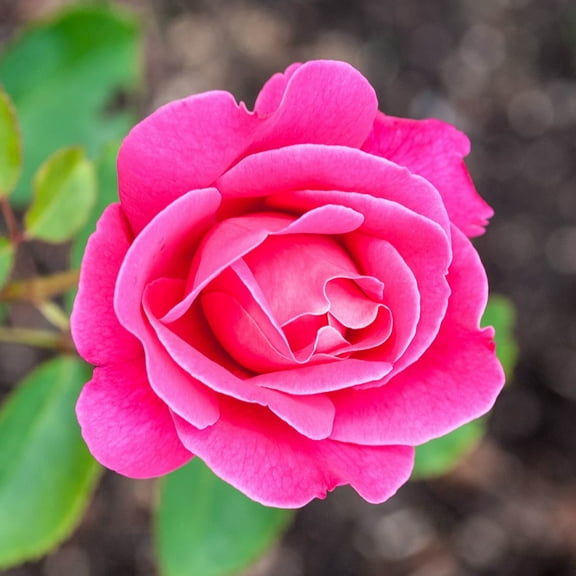 Pink Peace Dormant Bare Root Hybrid Tea Rose, Includes one dormant plant per order