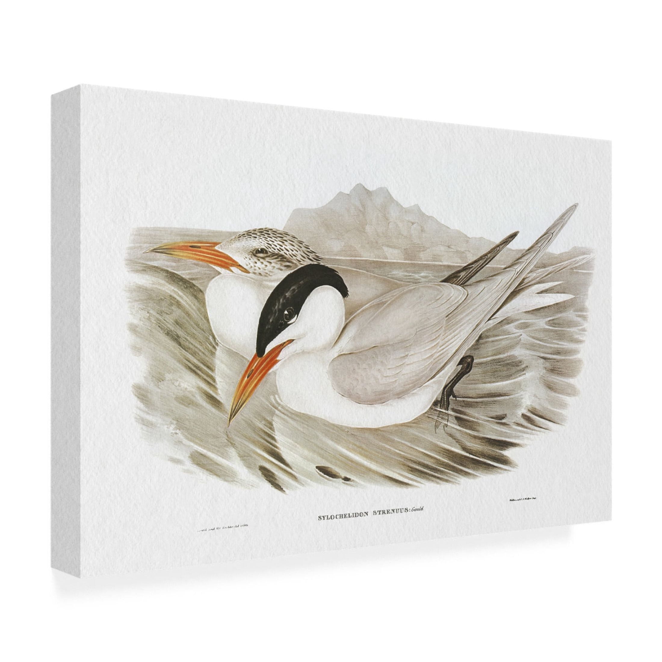 Trademark Fine Art Elizabeth Gould Seabird Pairing VI Canvas Wall Art
