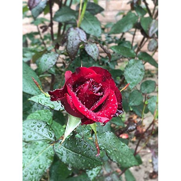 50+ Strong Fragrant Red Rose Flowers Seeds Bonsai Bush Shrub Garden