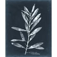 thumbnail image 2 of Meagher, Megan 12x14 Black Ornate Wood Framed with Double Matting Museum Art Print Titled - Midnight Leaves I, 2 of 4