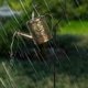 thumbnail image 5 of Solar Led String Lights Watering Can Garden Decoration Kettle Rack, 5 of 5