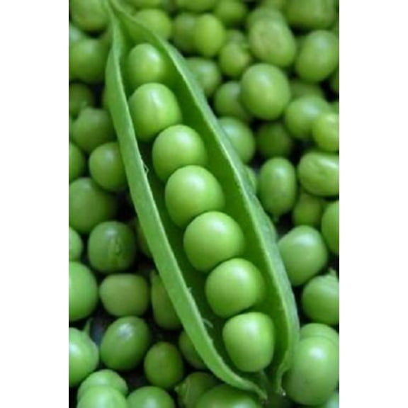 50 Super SUGAR SNAP PEA Pisum Sativum Macrocarpon Vegetable Seeds