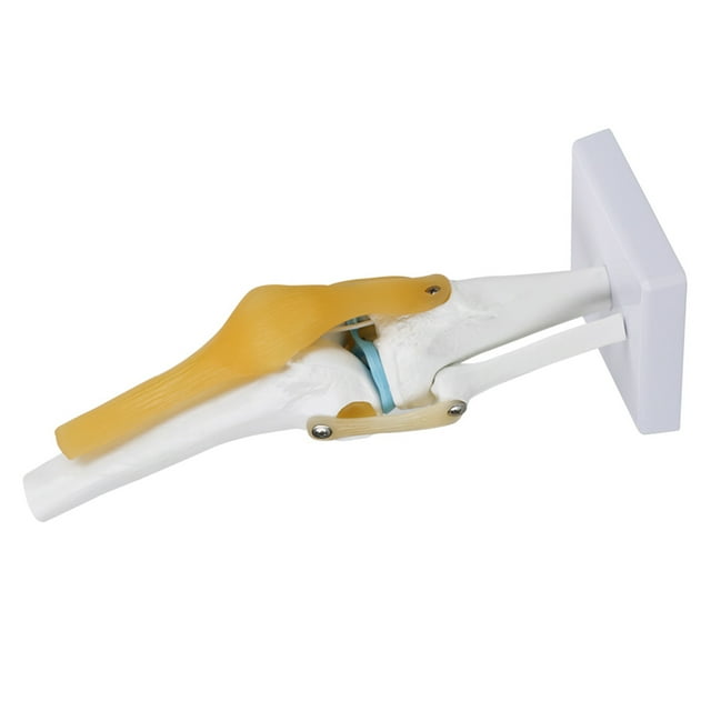 Avec Modèle d'Articulation du Genou Ligamentaire, Modèle de Simulation d'Articulation du Genou Taille Réelle, pour Amateurs d'Apprentissage des Os Humains
