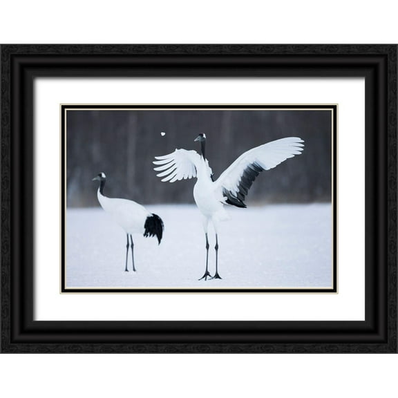 Goff, Ellen 24x17 Black Ornate Wood Framed with Double Matting Museum Art Print Titled - A red-crowned crane throws a chunk of snow in the air as part of its courtship dance